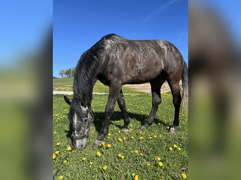 Austrian Warmblood Gelding 4 years 16.1 hh Grey in Pabneukirchen