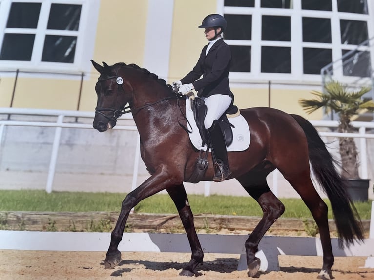 Austrian Warmblood Gelding 4 years 16,2 hh Black in St. Salvator