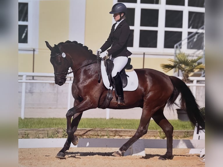 Austrian Warmblood Gelding 4 years 16,2 hh Black in St. Salvator