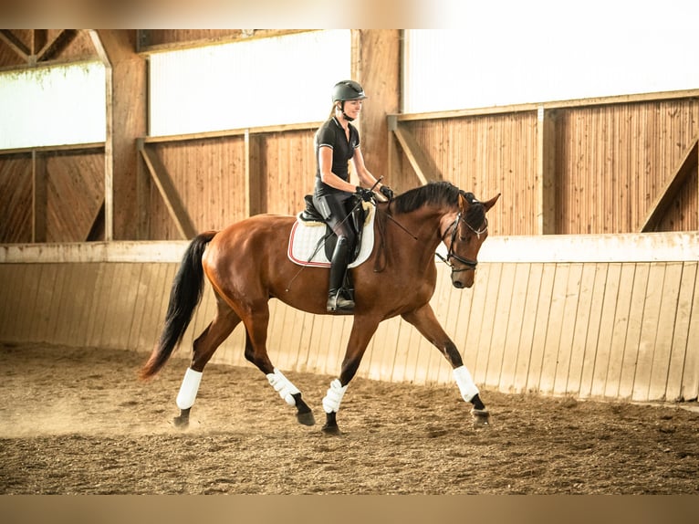 Austrian Warmblood Gelding 4 years 16.2 hh Brown in Niklasdorf
