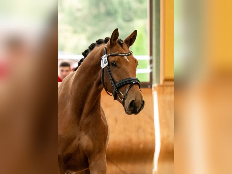 Austrian Warmblood Gelding 4 years 16.2 hh Brown in Niklasdorf