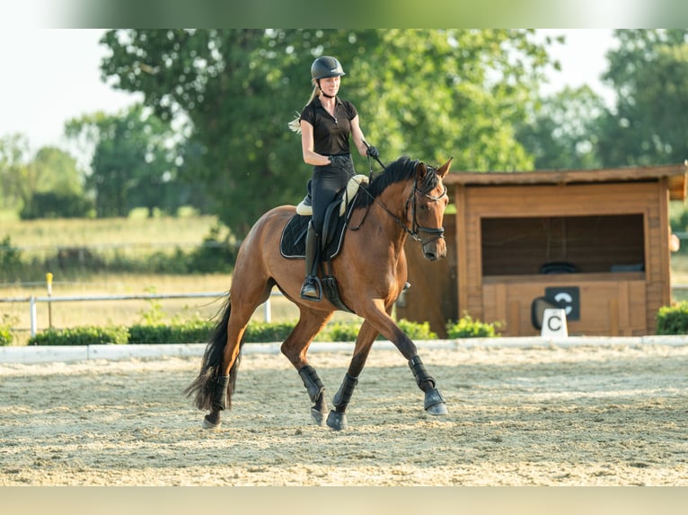 Austrian Warmblood Gelding 4 years 16.2 hh Brown in Niklasdorf