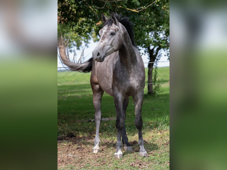 Austrian Warmblood Gelding 4 years 16 hh Grey in Geboltskirchen