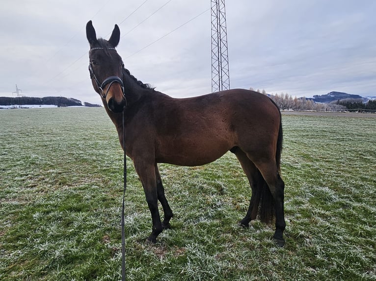 Austrian Warmblood Gelding 4 years 16,1 hh Brown in Steyr