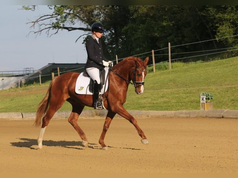 Austrian Warmblood Gelding 4 years 16,1 hh Chestnut-Red in Rudersdorf