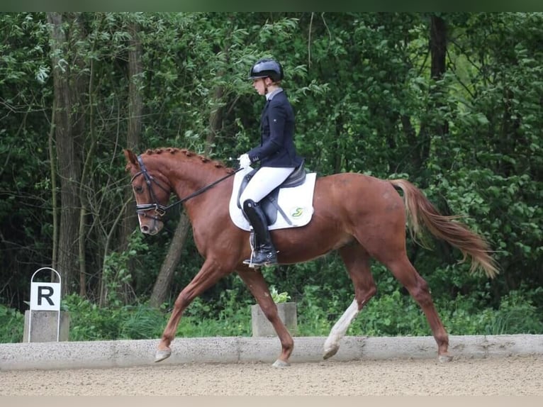 Austrian Warmblood Gelding 4 years 16,1 hh Chestnut-Red in Rudersdorf
