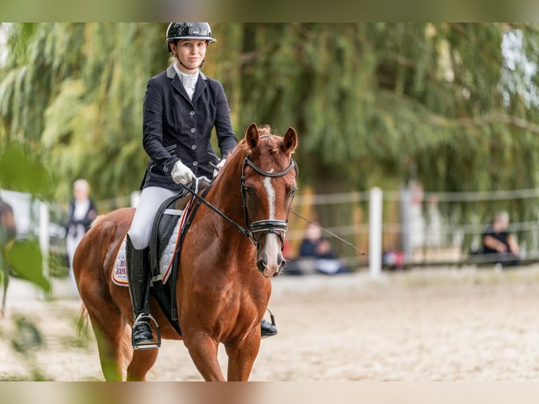 Austrian Warmblood Gelding 4 years 16,1 hh Chestnut-Red in Rudersdorf