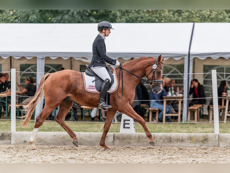 Austrian Warmblood Gelding 4 years 16,1 hh Chestnut-Red in Rudersdorf