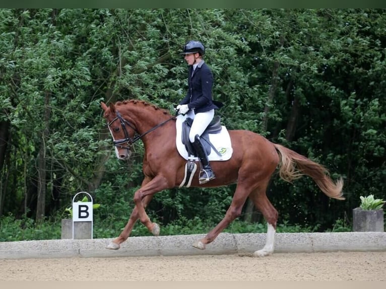 Austrian Warmblood Gelding 4 years 16,1 hh Chestnut-Red in Rudersdorf