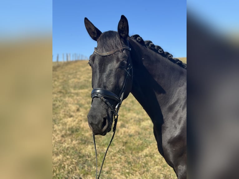 Austrian Warmblood Gelding 4 years 16,2 hh Black in Niederthalheim
