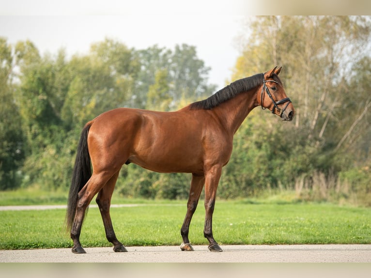 Austrian Warmblood Gelding 4 years 16,2 hh Brown in Niklasdorf