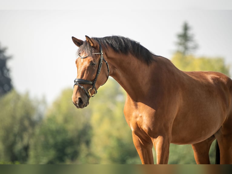 Austrian Warmblood Gelding 4 years 16,2 hh Brown in Niklasdorf