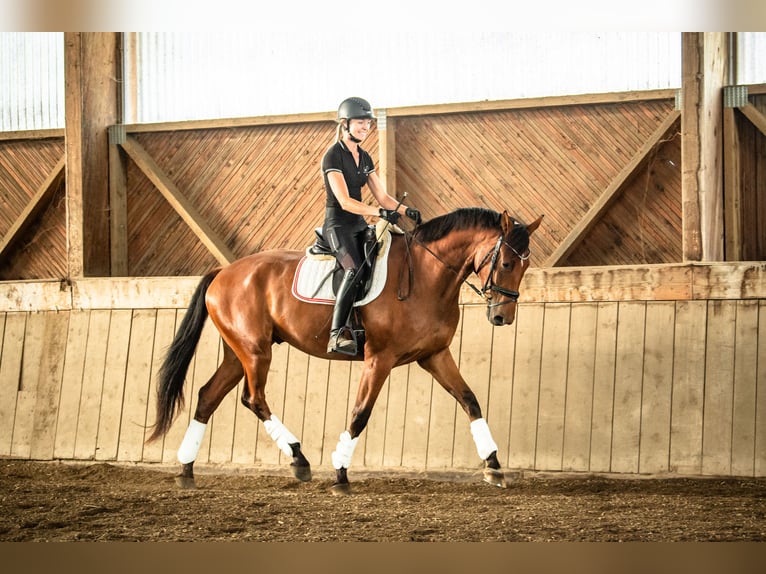 Austrian Warmblood Gelding 4 years 16,2 hh Brown in Niklasdorf