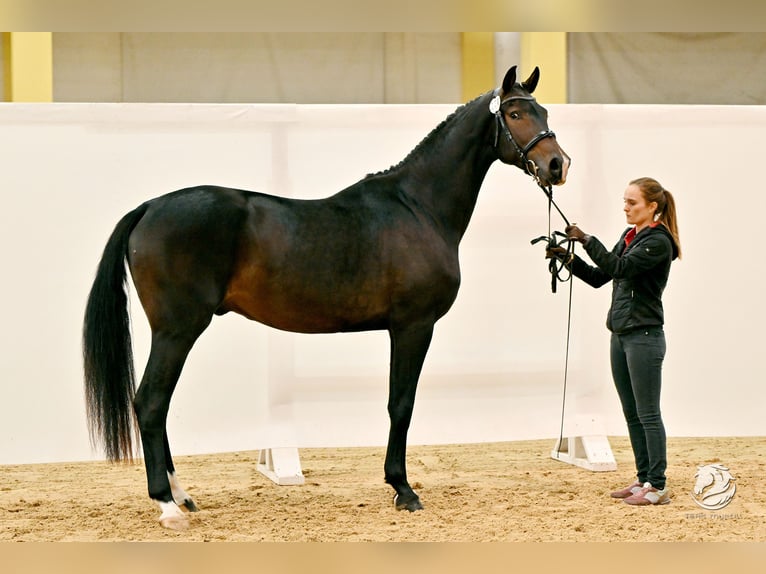 Austrian Warmblood Gelding 4 years 16,2 hh Smoky-Black in Eberschwang