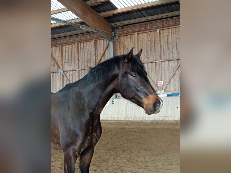 Austrian Warmblood Gelding 4 years 16,2 hh Smoky-Black in Eberschwang