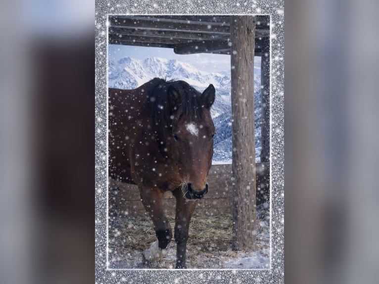 Austrian Warmblood Gelding 4 years 16,3 hh Brown in Bad Kleinkirchheim