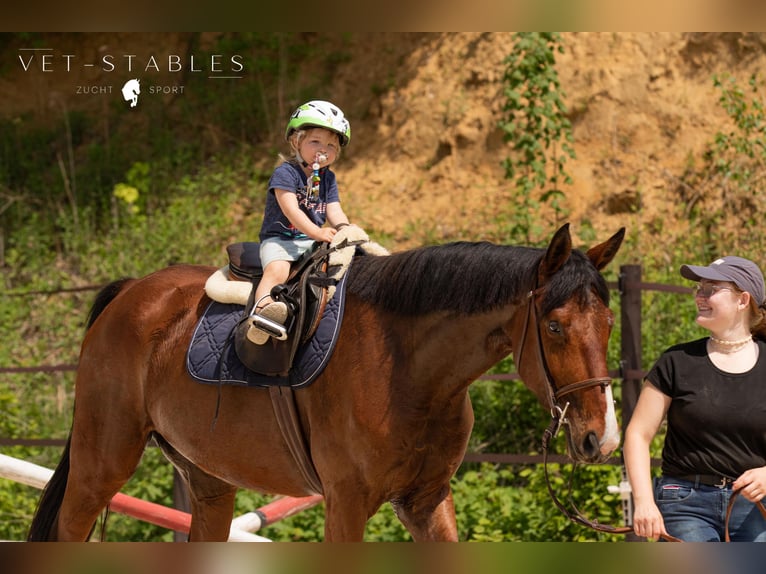Austrian Warmblood Gelding 4 years 16,3 hh Brown in Sankt Peter am Ottersbach