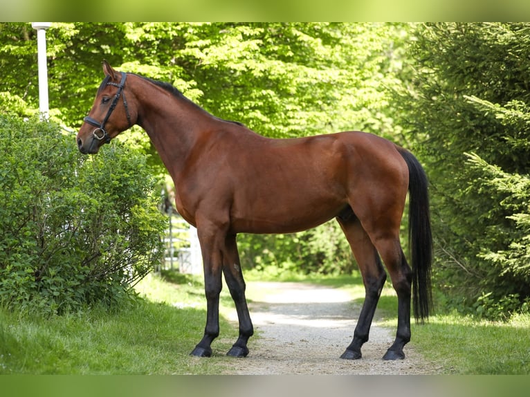 Austrian Warmblood Gelding 4 years 16,3 hh Brown in Wertach