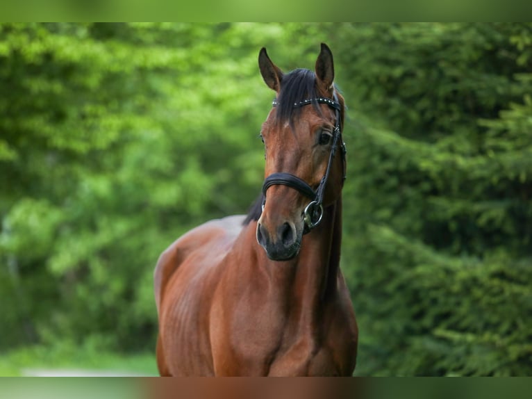 Austrian Warmblood Gelding 4 years 16,3 hh Brown in Wertach