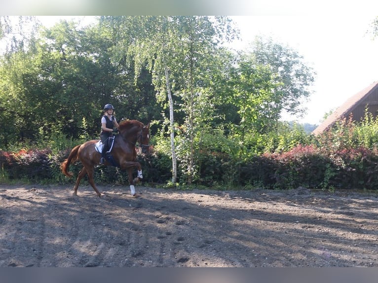 Austrian Warmblood Gelding 4 years 17.1 hh Chestnut-Red in Pöllau