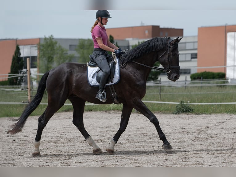 Austrian Warmblood Gelding 4 years 17.2 hh Black in Vöcklabruck
