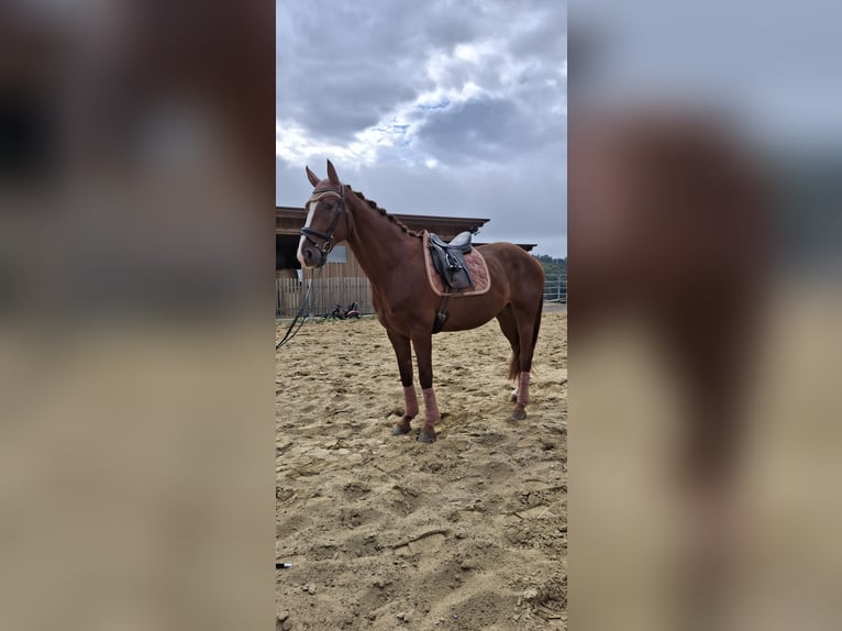 Austrian Warmblood Gelding 4 years 17 hh Chestnut-Red in Gleisdorf