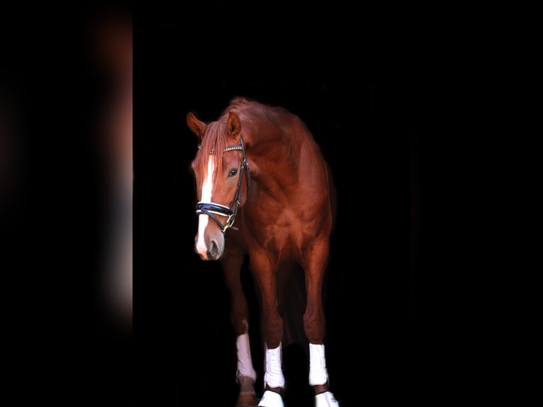 Austrian Warmblood Gelding 4 years 17 hh Chestnut-Red in St Marein bei Graz