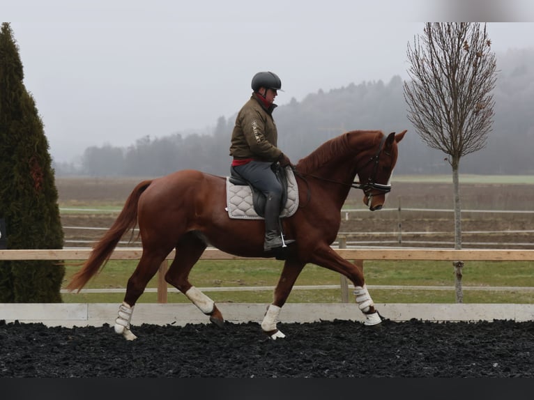 Austrian Warmblood Gelding 4 years 17 hh Chestnut-Red in St Marein bei Graz