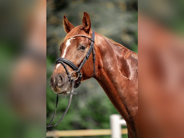 Austrian Warmblood Gelding 4 years Chestnut-Red in Reith bei Seefeld