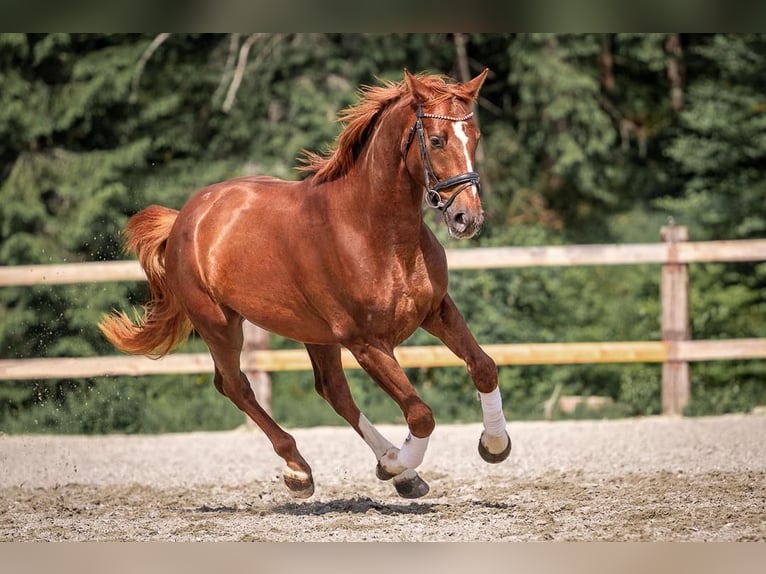 Austrian Warmblood Gelding 4 years Chestnut-Red in Reith bei Seefeld