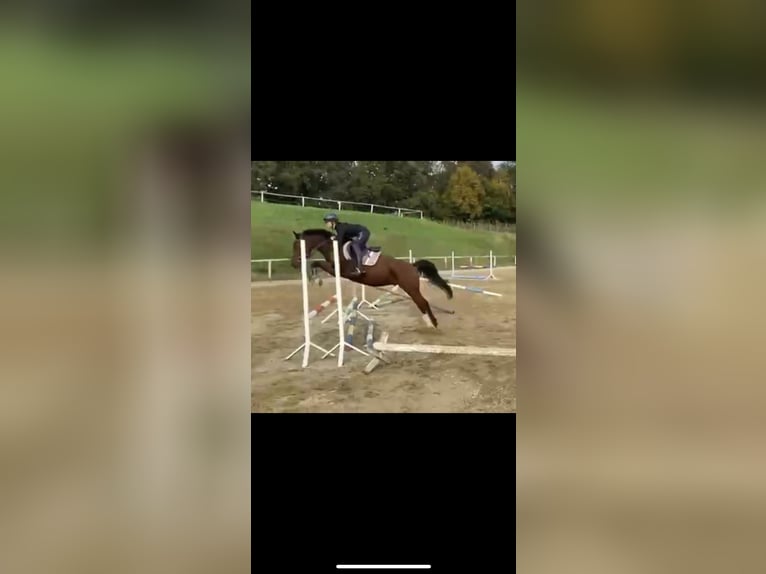 Austrian Warmblood Gelding 5 years 14,1 hh Brown in St. Stefan im Rosental