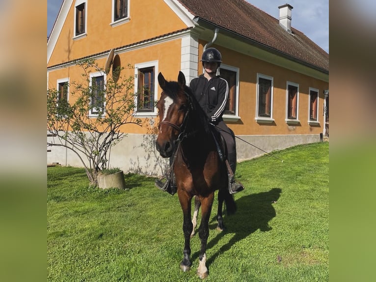 Austrian Warmblood Gelding 5 years 14,1 hh Brown in St. Stefan im Rosental