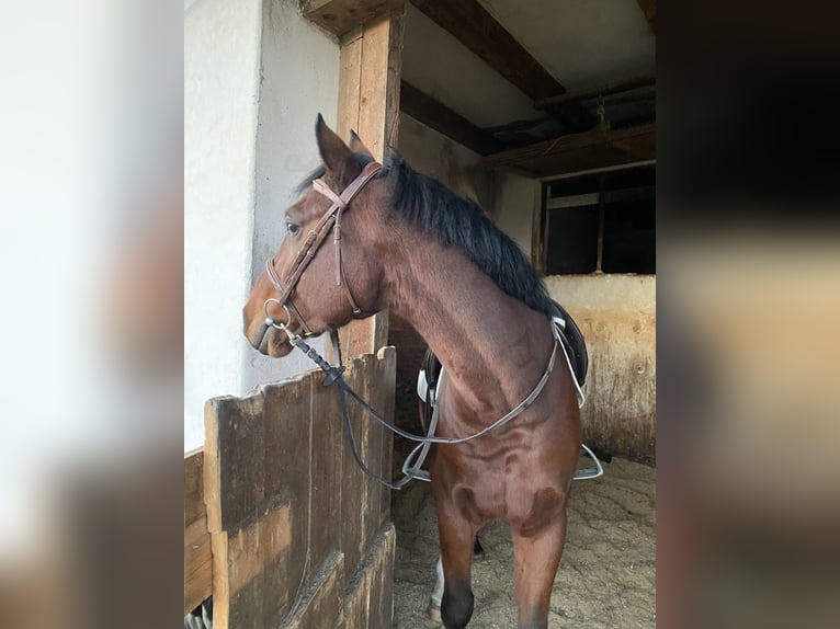 Austrian Warmblood Gelding 5 years 14,1 hh Brown in St. Stefan im Rosental