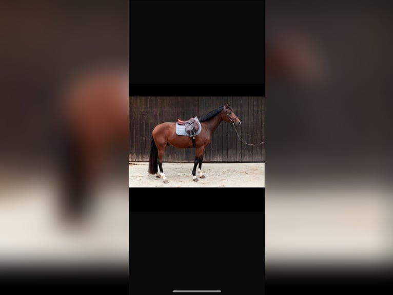 Austrian Warmblood Gelding 5 years 15,2 hh Brown in Pinkafeld