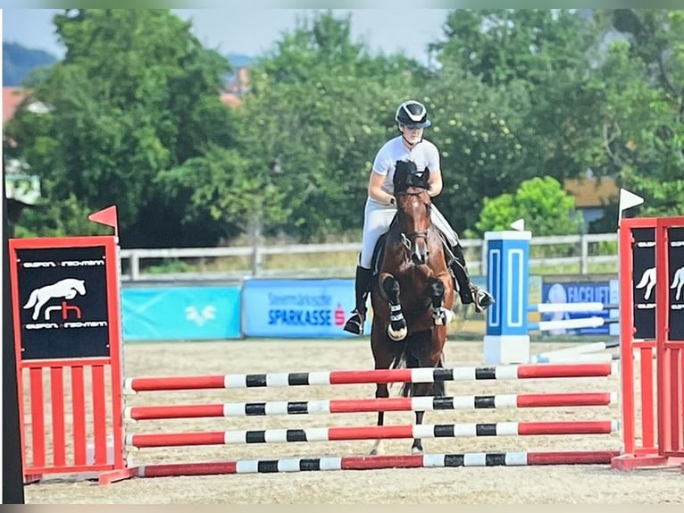 Austrian Warmblood Gelding 5 years 15,2 hh Brown in Pinkafeld