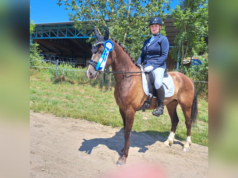 Austrian Warmblood Mix Gelding 5 years 15,2 hh Chestnut in Schwarzenau