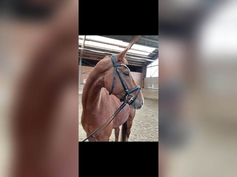 Austrian Warmblood Gelding 5 years 15,3 hh Chestnut-Red in St.Veit an der Glan