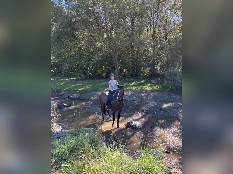 Austrian Warmblood Gelding 5 years 16.1 hh Brown in Straßburg
