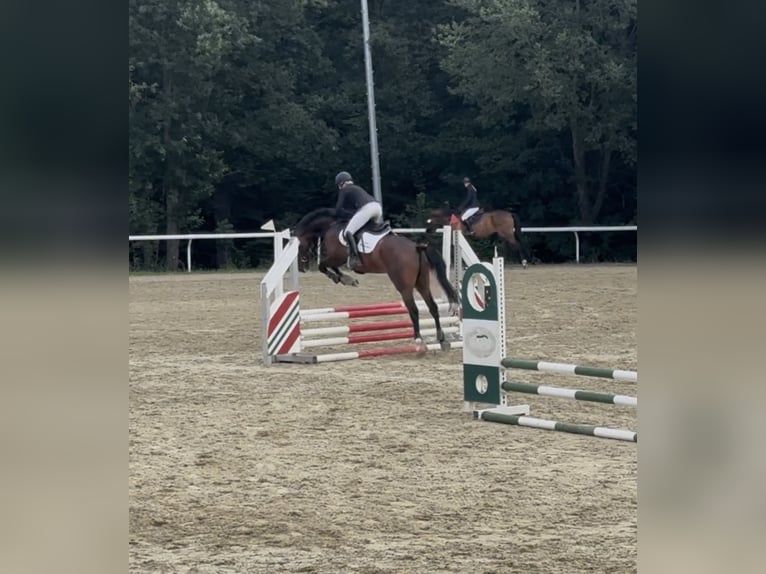 Austrian Warmblood Gelding 5 years 16.1 hh Brown in Straßburg