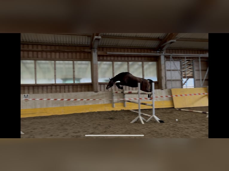 Austrian Warmblood Gelding 5 years 16.1 hh Brown in Straßburg
