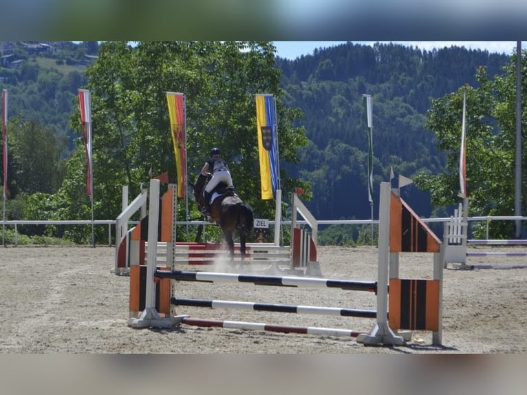 Austrian Warmblood Gelding 5 years 16.1 hh Brown in Straßburg