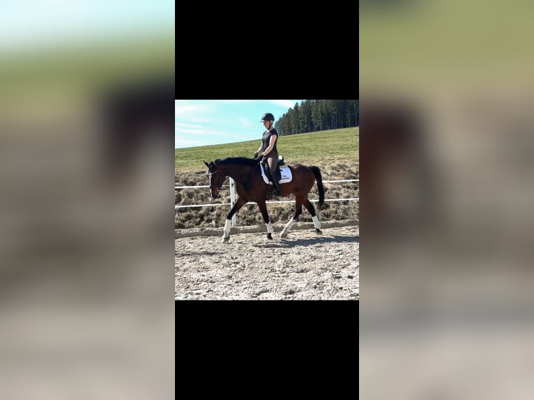 Austrian Warmblood Gelding 5 years 16.1 hh Brown in Straßburg