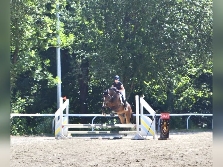 Austrian Warmblood Gelding 5 years 16.1 hh Brown in Straßburg
