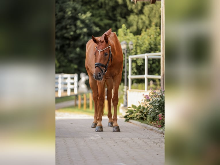 Austrian Warmblood Gelding 5 years 16.1 hh Chestnut-Red in Bodenkirchen