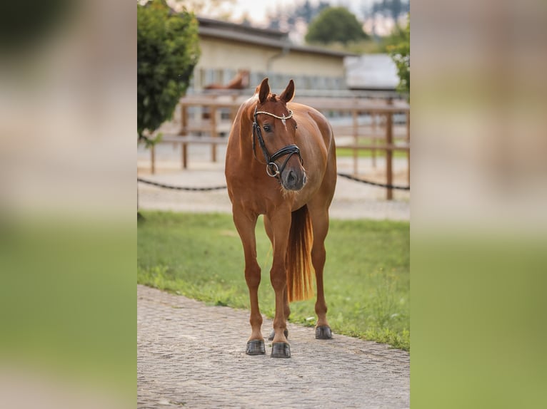 Austrian Warmblood Gelding 5 years 16.1 hh Chestnut-Red in Bodenkirchen