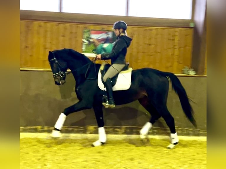 Austrian Warmblood Gelding 5 years 16,1 hh Smoky-Black in Wolnzach