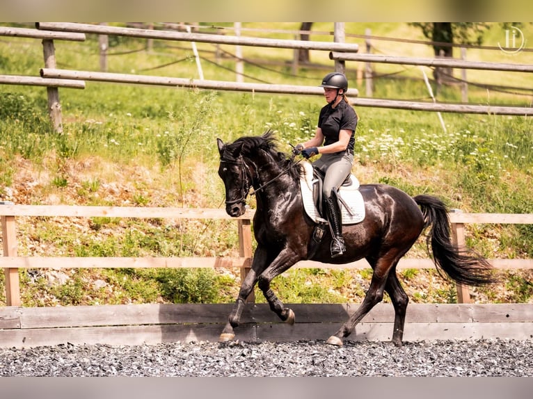 Austrian Warmblood Gelding 5 years 16.2 hh Black in Molln