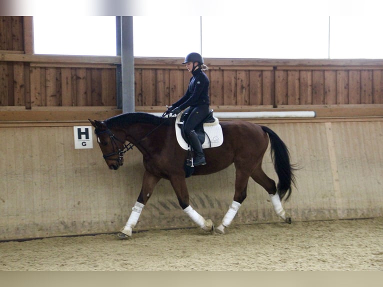 Austrian Warmblood Gelding 5 years 16,2 hh Brown in Kaltenleutgeben