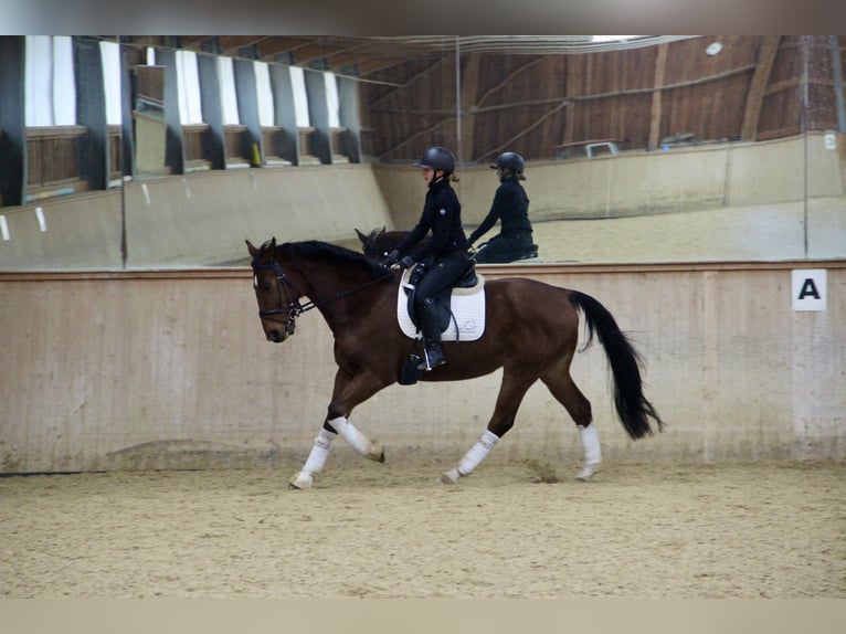 Austrian Warmblood Gelding 5 years 16,2 hh Brown in Kaltenleutgeben