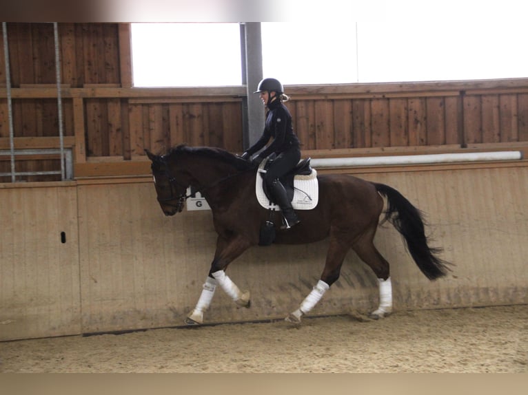 Austrian Warmblood Gelding 5 years 16,2 hh Brown in Kaltenleutgeben